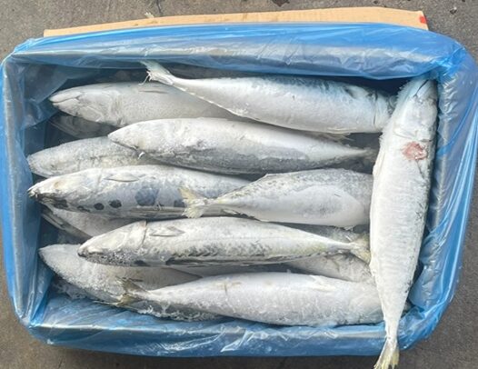 Frozen Salmon